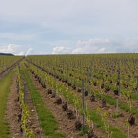 Désherbage sous le rang